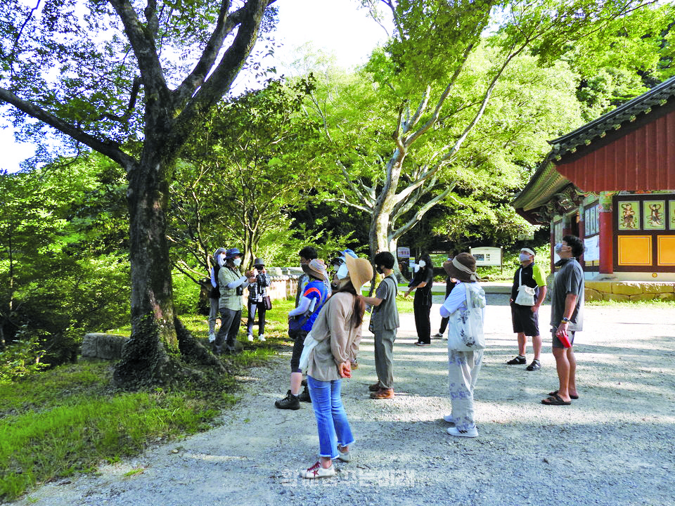 미황사 입구 나무를 유심히 바라보고 있는 연수 참가자들