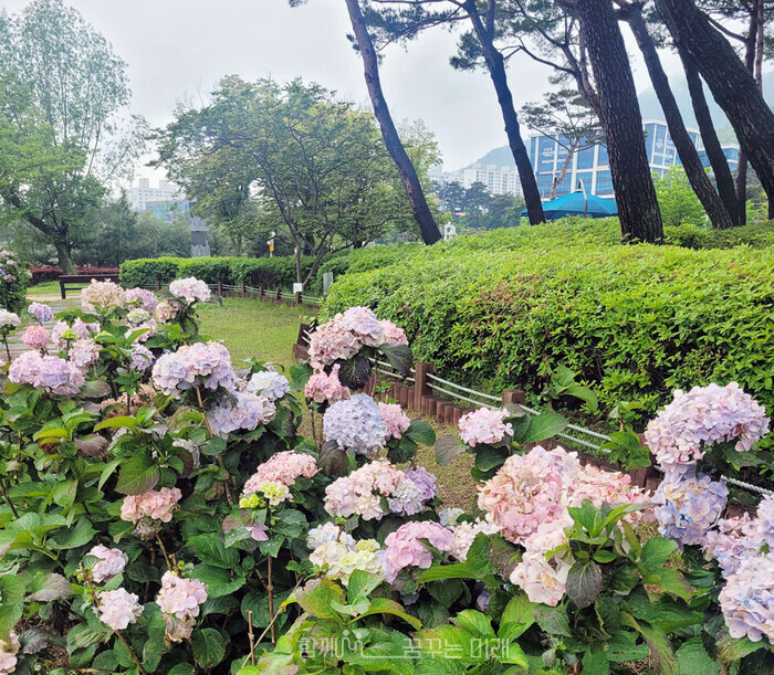 "여름은 수국의 계절" 5~6월이 되면 순천 조례호수공원에는 수국이 참 멋들어지게 핀답니다. 산책길에 찰칵!/ 이예진(순천)